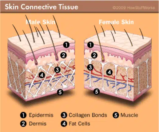 Skin connective tissue illustration